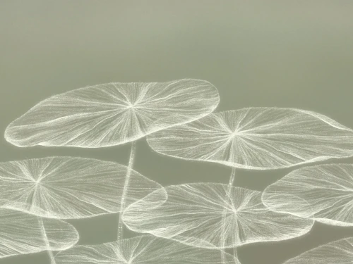 31_Pastel Bloom - Morskie płatki w kojących tonach.webp