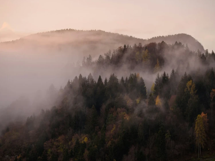 12_Misty Peaks – Jesienny las w objęciach mgły.webp