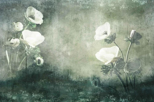 fototapeta-biale-kwiaty-na-zielonym-tle-valare-exclusive-frudizajn